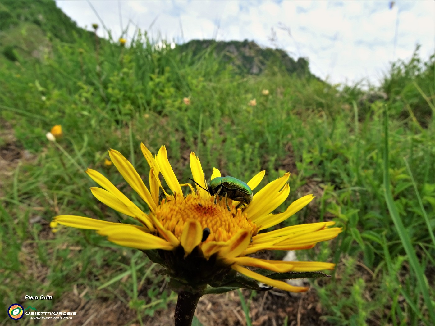 41 Cryptocephalus sericeus ospite di bel fiore giallo.JPG